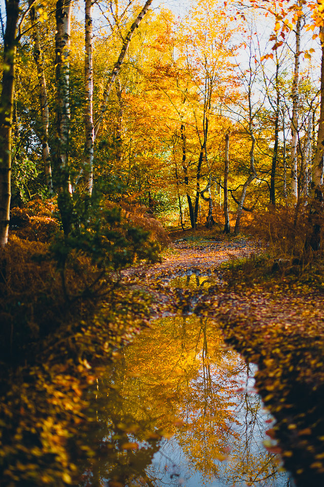 Epping Forrest