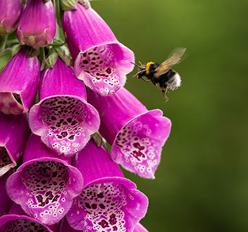 Plant bee-friendly flowers